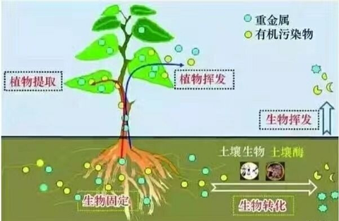 微生物菌劑,拉姆拉,翠姆