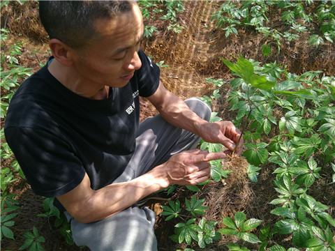 微生物菌劑，翠姆，拉姆拉