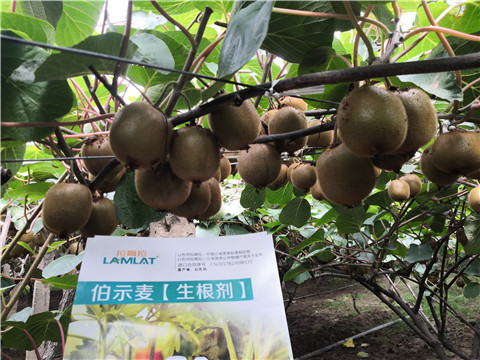 微生物菌劑，生根劑，伯示麥，拉姆拉