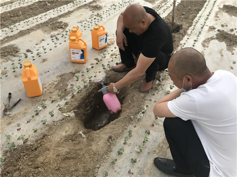 棉花，水溶肥，拉姆拉，翠姆