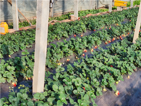 水溶肥，拉姆拉，翠姆