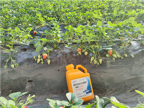 水溶肥，拉姆拉，翠姆