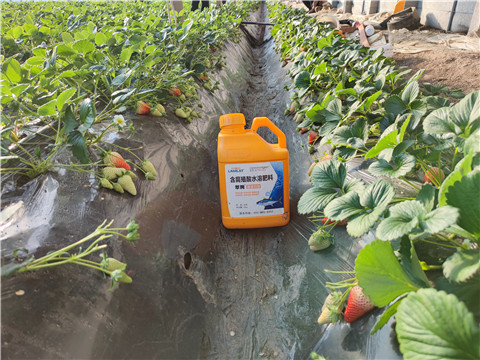 水溶肥，拉姆拉，翠姆