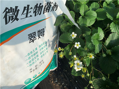 微生物菌劑，拉姆拉，翠姆