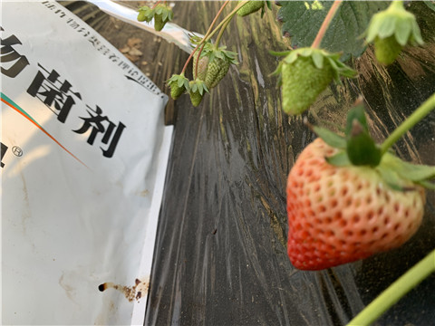 微生物菌劑，拉姆拉，翠姆