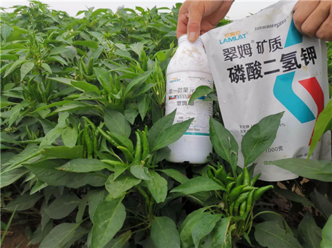 水溶肥，拉姆拉，翠姆