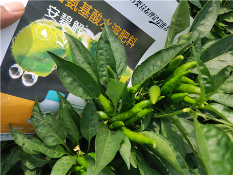 水溶肥，拉姆拉，翠姆