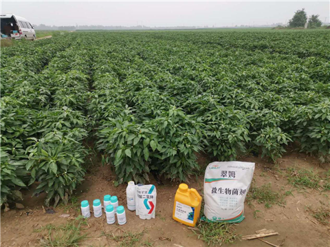 水溶肥，拉姆拉，翠姆