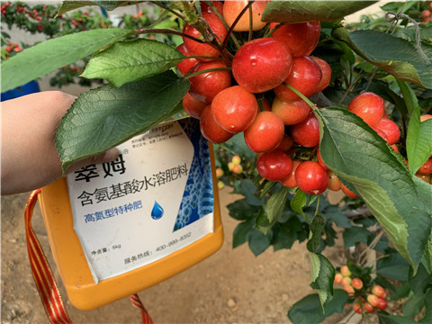 水溶肥，拉姆拉，翠姆