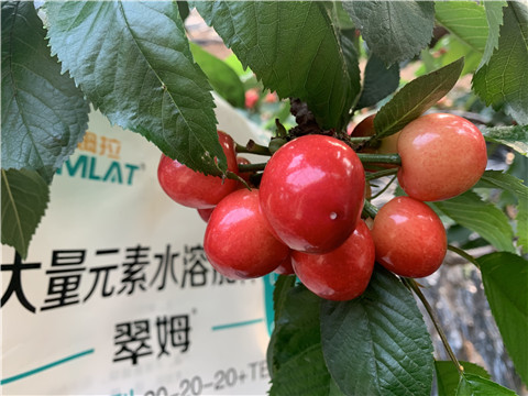 大量元素水溶肥，拉姆拉，翠姆
