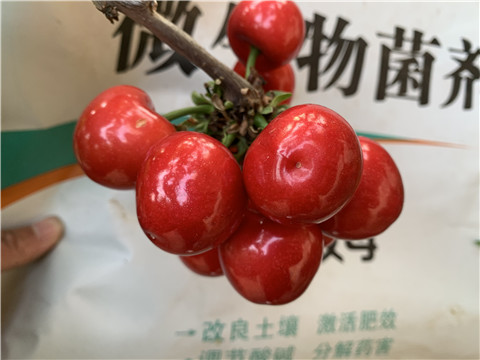 水溶肥，拉姆拉，翠姆