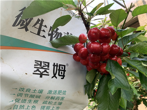 水溶肥，拉姆拉，翠姆
