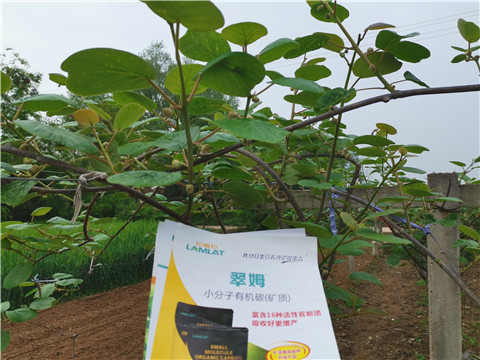 小分子有機碳，拉姆拉，翠姆