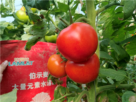 水溶肥，拉姆拉，伯示麥 