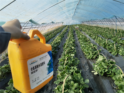 水溶肥,翠姆,草莓種植 水溶肥,翠姆,草莓種植