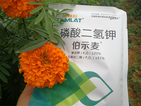 水溶肥,伯示麥,萬(wàn)壽菊種植技術(shù)