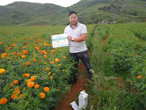 水溶肥,伯示麥,萬(wàn)壽菊種植技術(shù)