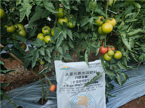 水溶肥廠家,翠姆,番茄水溶肥