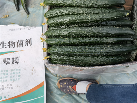 微生物菌劑,翠姆,黃瓜水溶肥