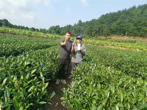 茶樹種植,水溶肥品牌,伯示麥