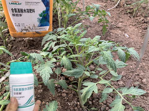 除草劑藥害,番茄種植,拉姆拉水溶肥